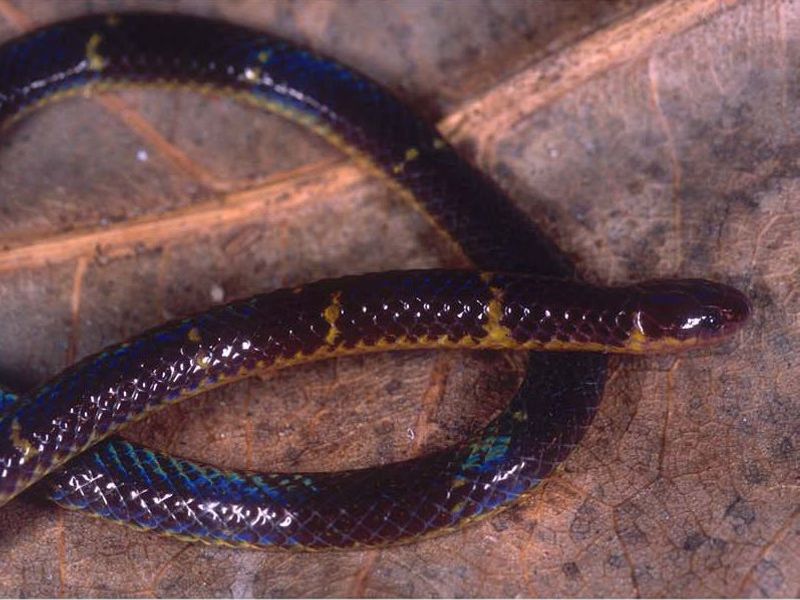 Calamaria ingeri