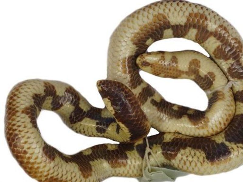 Cylindrophis osheai