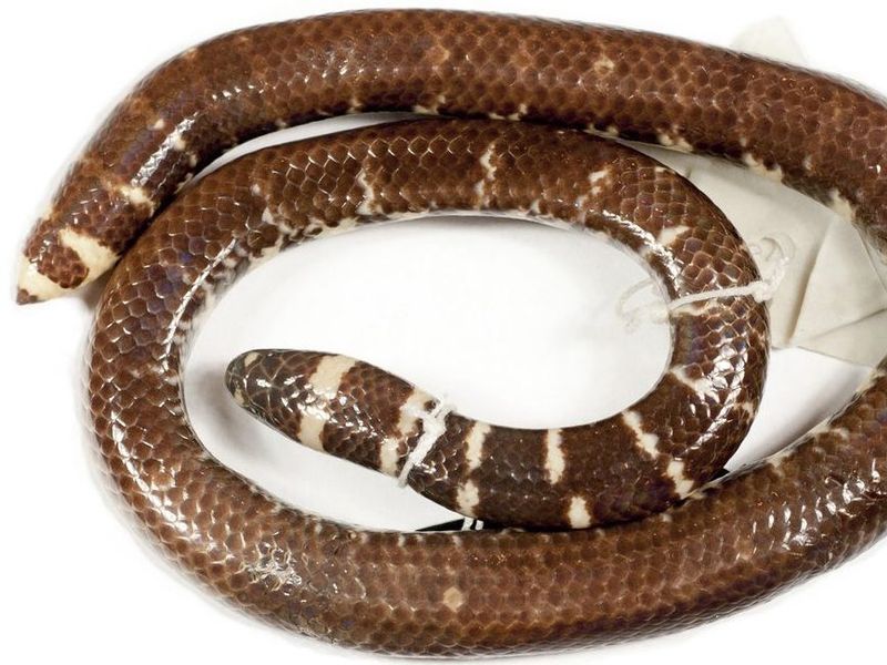 Cylindrophis subocularis