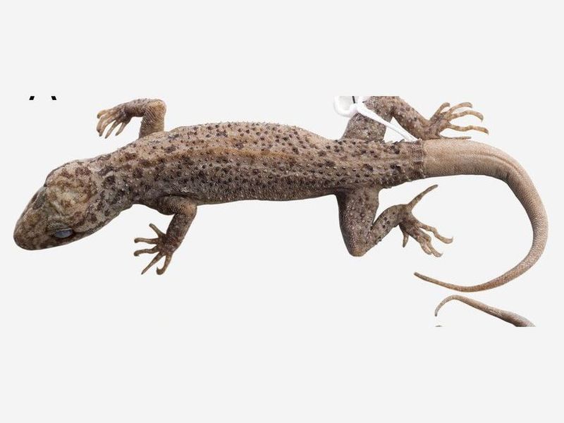 Cyrtodactylus klakahensis