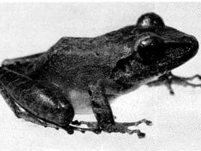 Eleutherodactylus charlottevillensis