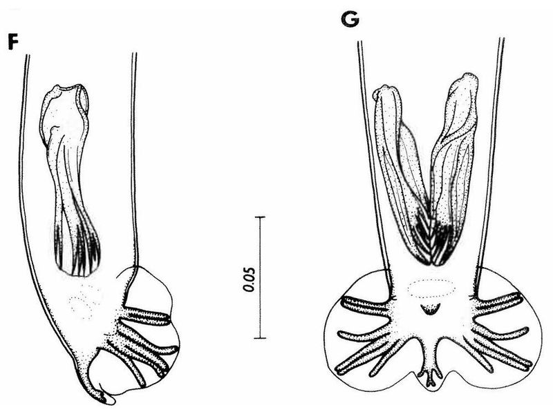 Oswaldocruzia brevispicula