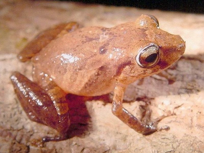 Pristimantis geminus