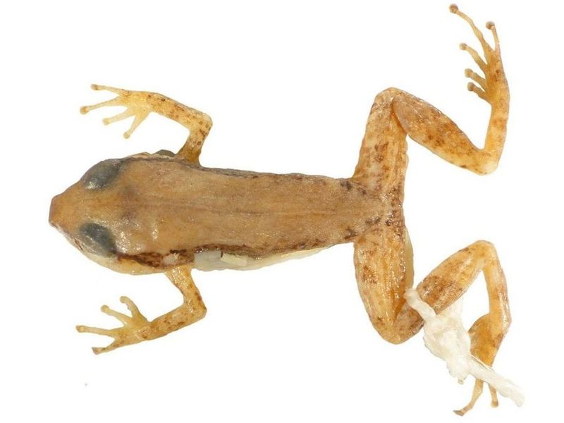 Pristimantis longicorpus