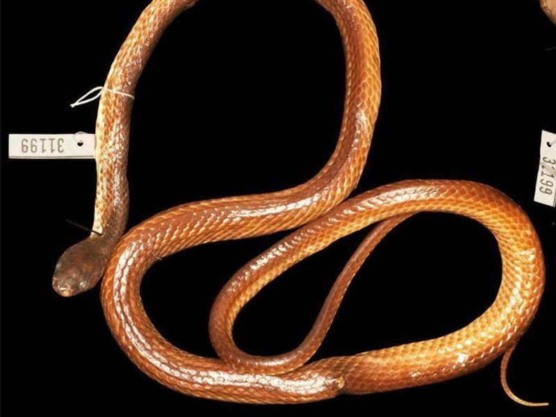 Stegonotus ayamaru