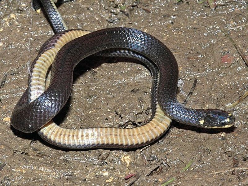 Toxicocalamus atratus