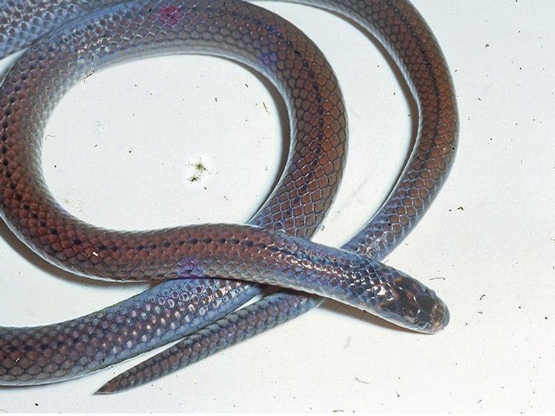 Toxicocalamus spilorhynchus
