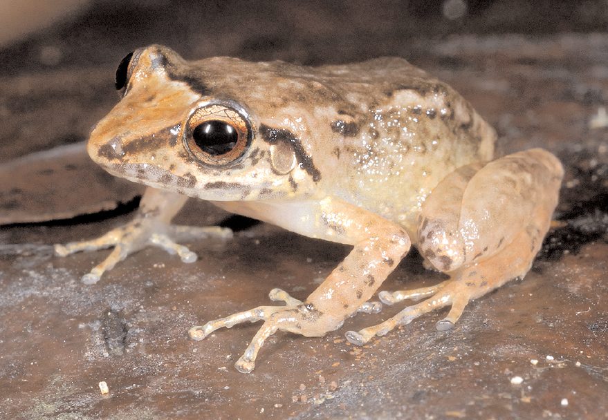 A tan frog with copper eyes and dark stripes through the eye sits on a rock.
