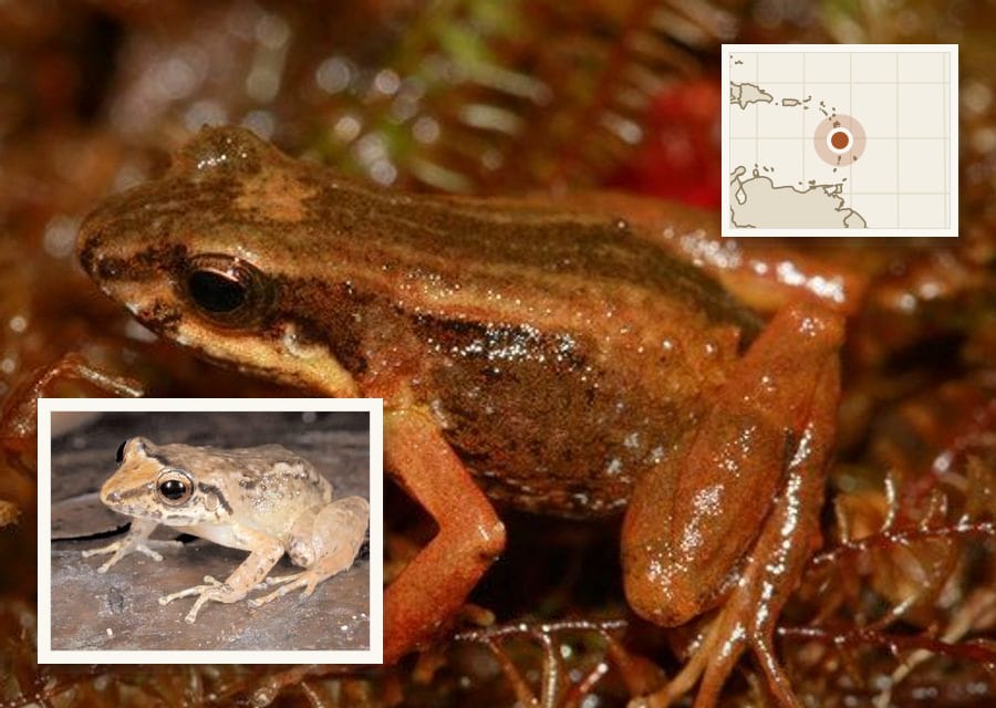 A tiny brown frog with orange legs and a pale stripe along its side sits on moss.