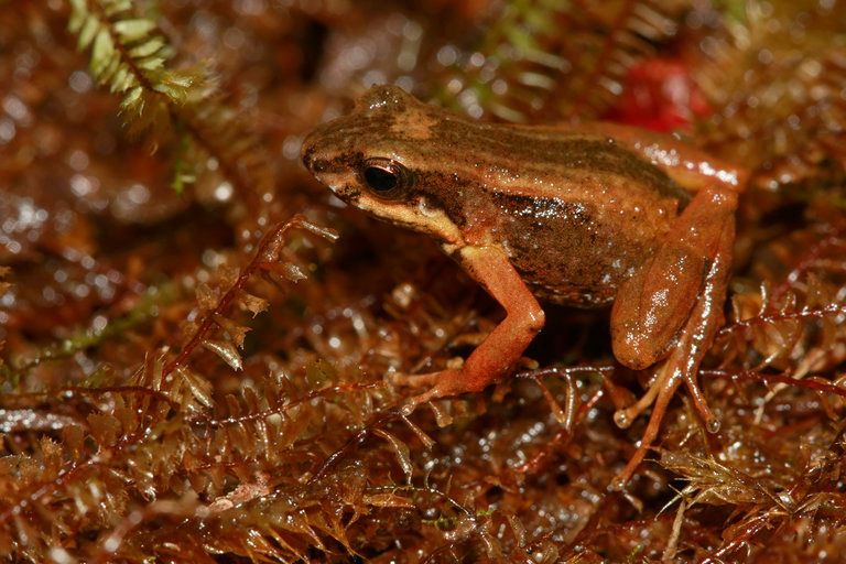 A tiny brown frog with orange legs and a pale stripe along its side sits on moss