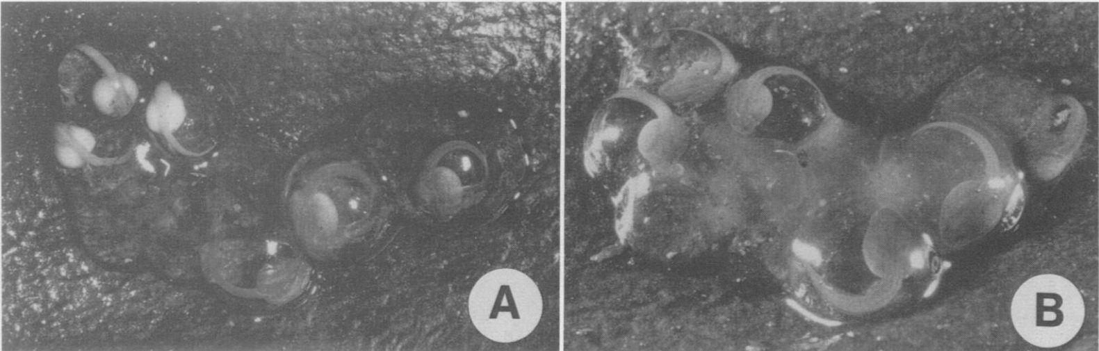 Two photos show a small clump of clear frog eggs with embryos curled inside.