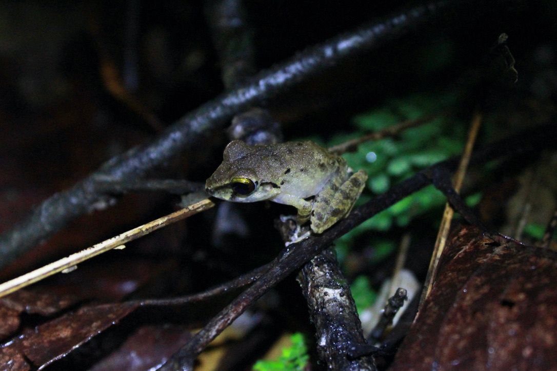 A small greenish-brown frog perches on a twig in the forest at night.