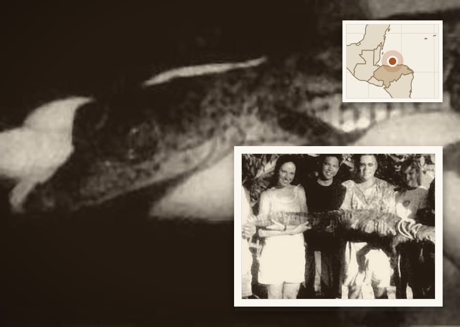 This hatchling American crocodile came from the same channel as the female. Its umbilical scar was still visible.