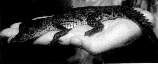 This hatchling American crocodile came from the same channel as the female. Its umbilical scar was still visible.