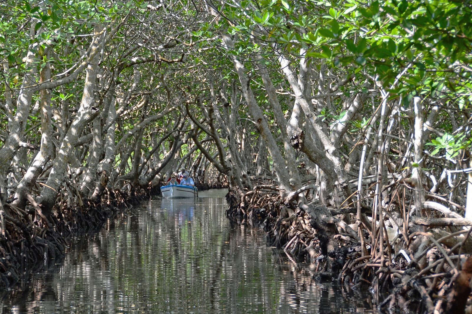 A narrow waterway running through a tunnel of mangrove trees on Roatán