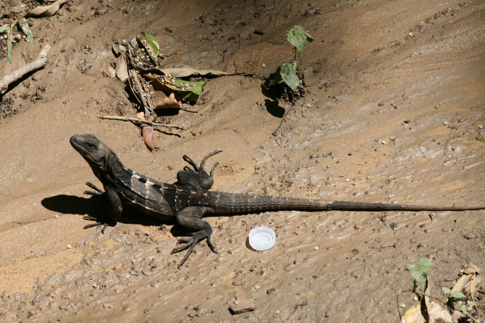 This is a Roatán spiny-tailed iguana. My class heard one of these lizards give a squawk that sent its whole group running.