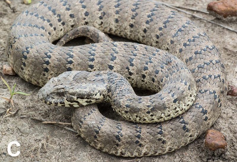 A pale grey Barkly Tableland death adder with dark crossbands lies coiled on bare ground.
