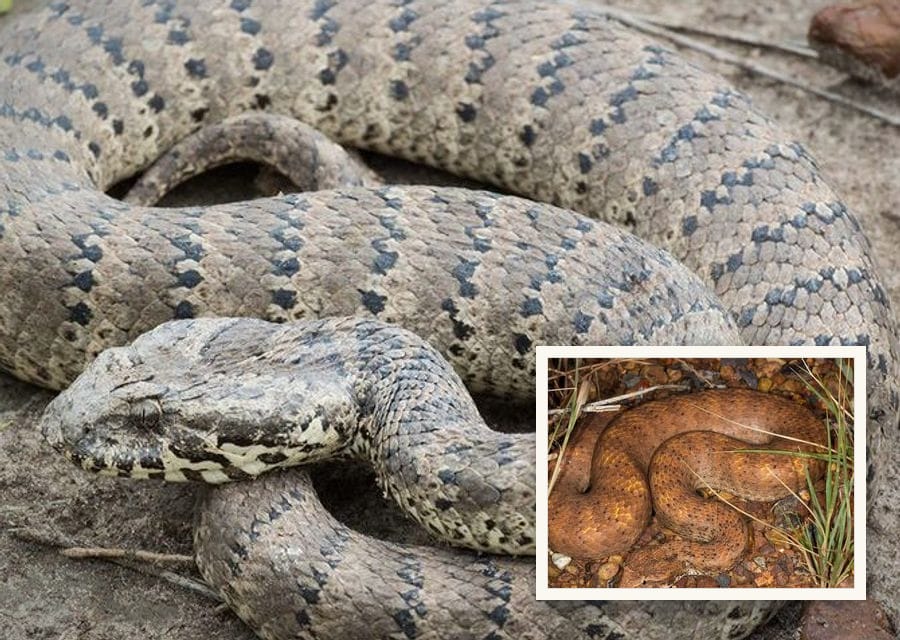 A pale grey Barkly Tableland death adder with dark crossbands lies coiled on bare ground.