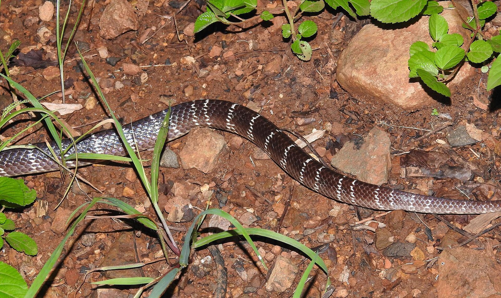 A common krait, glossy dark brown with thin white crossbands, crosses reddish soil at night.
