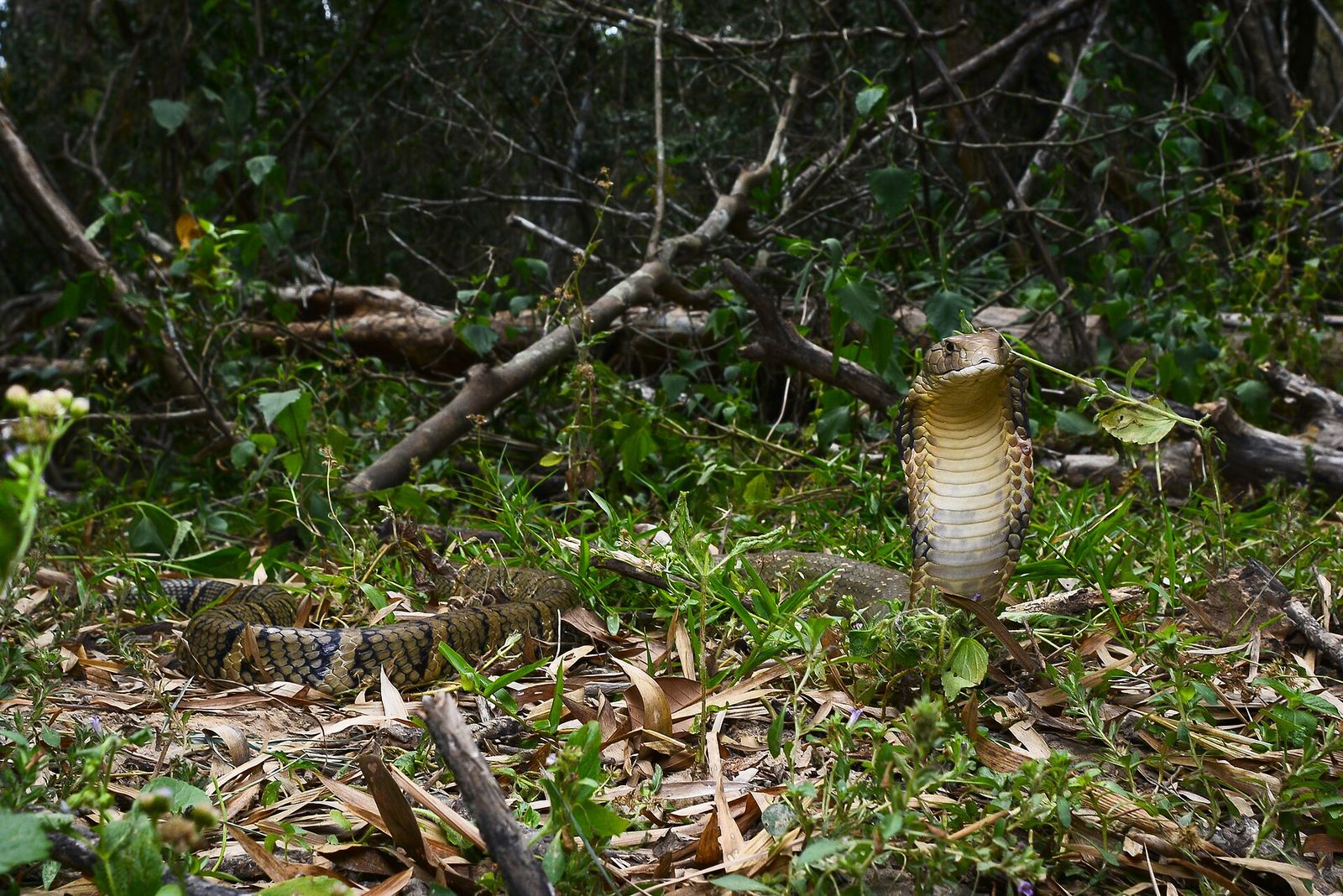 A king cobra raises its head and neck upright among fallen branches on a forest floor