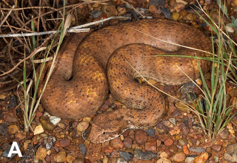 A reddish-brown Kimberley death adder lies coiled among pebbles and grass.