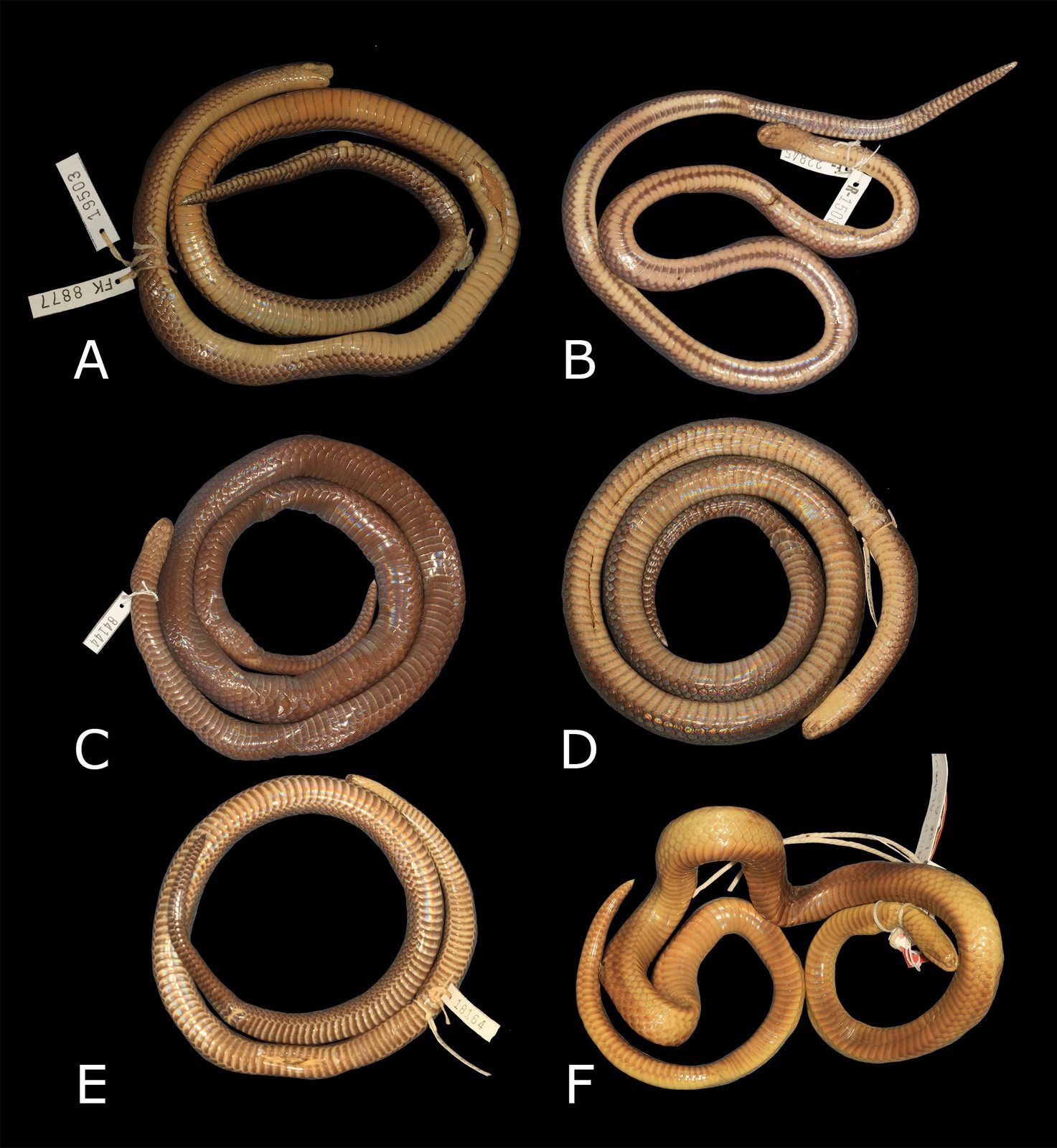 Six preserved worm-eating snakes lie on a black background: five show clear belly colour patterns, the sixth (bottom right) is faded to an even yellowish tan.