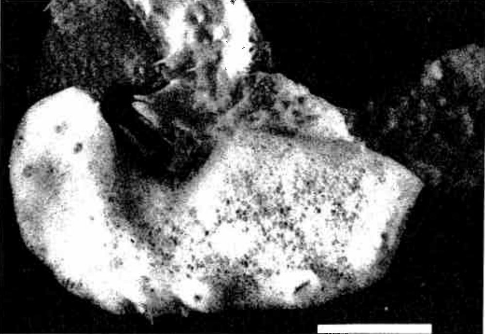 The whitish, lumpy sponge is shown on rock, viewed from above.