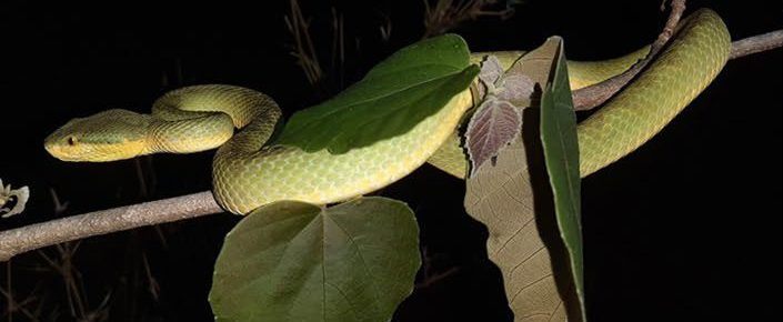 A Bamboo Pitviper rests on a branch at night in the Dangs forest of Gujarat.