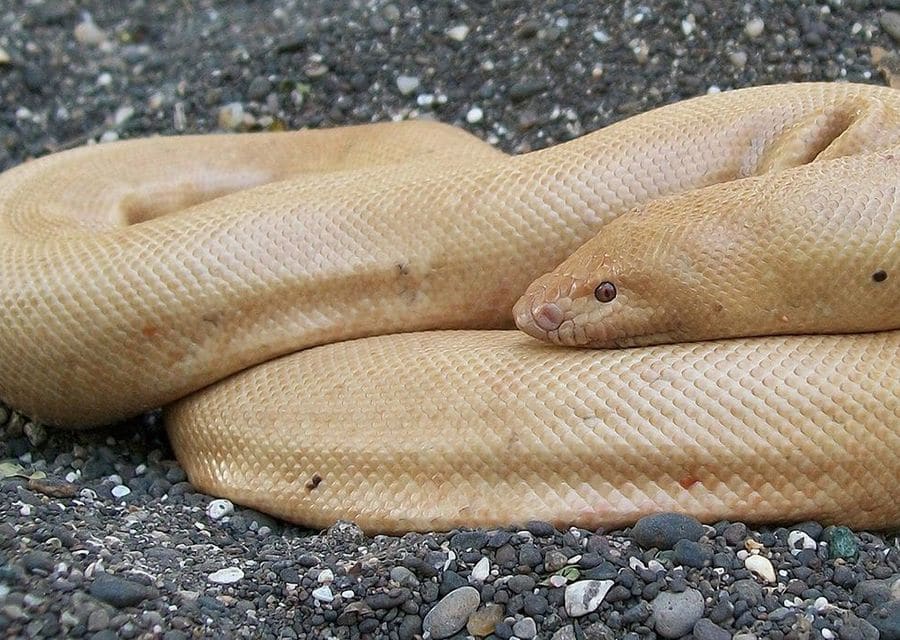 A pale, cream-coloured sand boa with dark eyes lies coiled on grey gravel