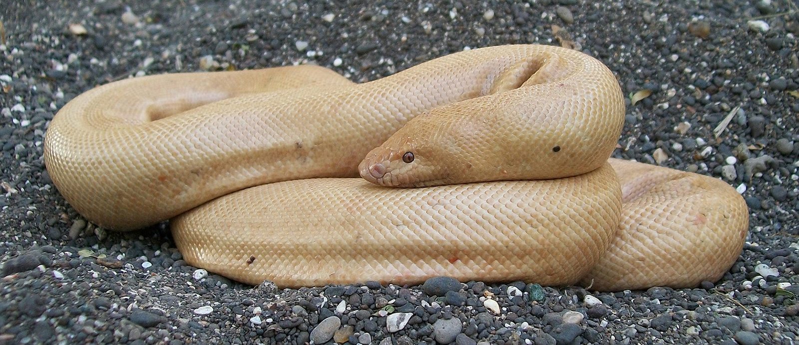 A pale, cream-coloured sand boa with dark eyes lies coiled on grey gravel
