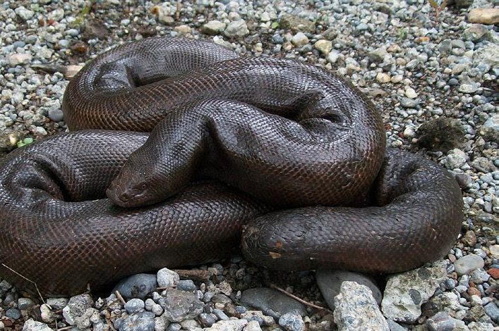A healthy adult female Red Sand Boa in the wild shows the thick body and blunt, head-like tail.