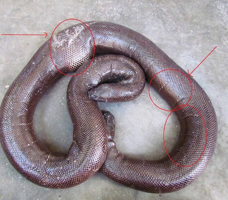 The rescued sand boa after the ritual: red circles and arrows mark the knife cuts and the swollen area left by hammer blows.