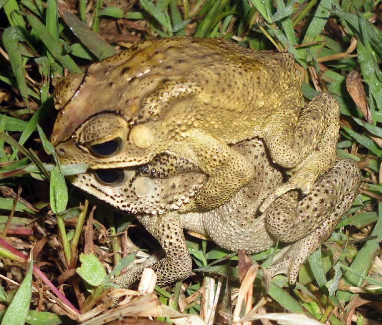 A pair of Asian toads mate among grass and leaves.