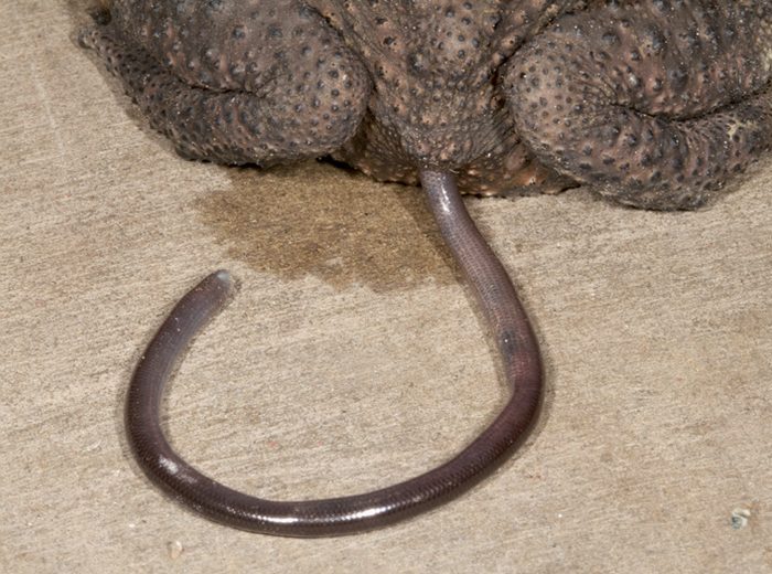 A live blindsnake emerges head first from under the hindquarters of a toad resting on concrete.