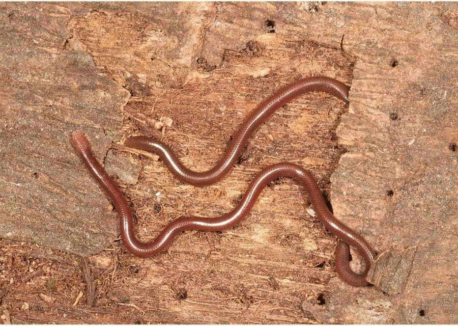 A very thin reddish-brown blindsnake lying in loops on a piece of coconut bark