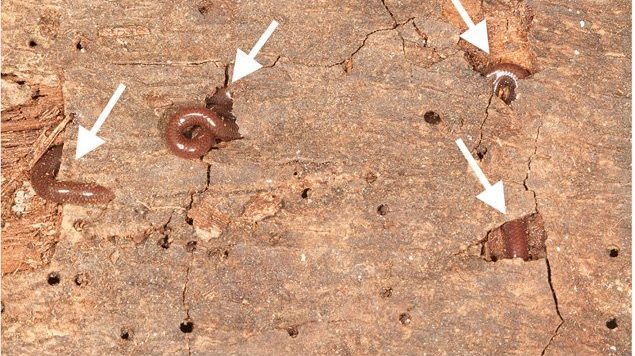 The slender blindsnake appears at several points as it threads its way through holes in coconut bark.