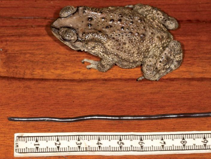 The toad lies beside the straightened blindsnake and a ruler, showing that the snake is longer than the toad's body.