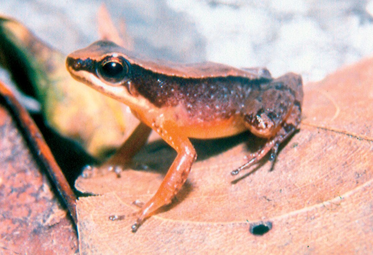 *Allobates caribe* (described as *Colostethus caribe*) is a small cloud-forest frog known from only three specimens, all caught in September 2001.