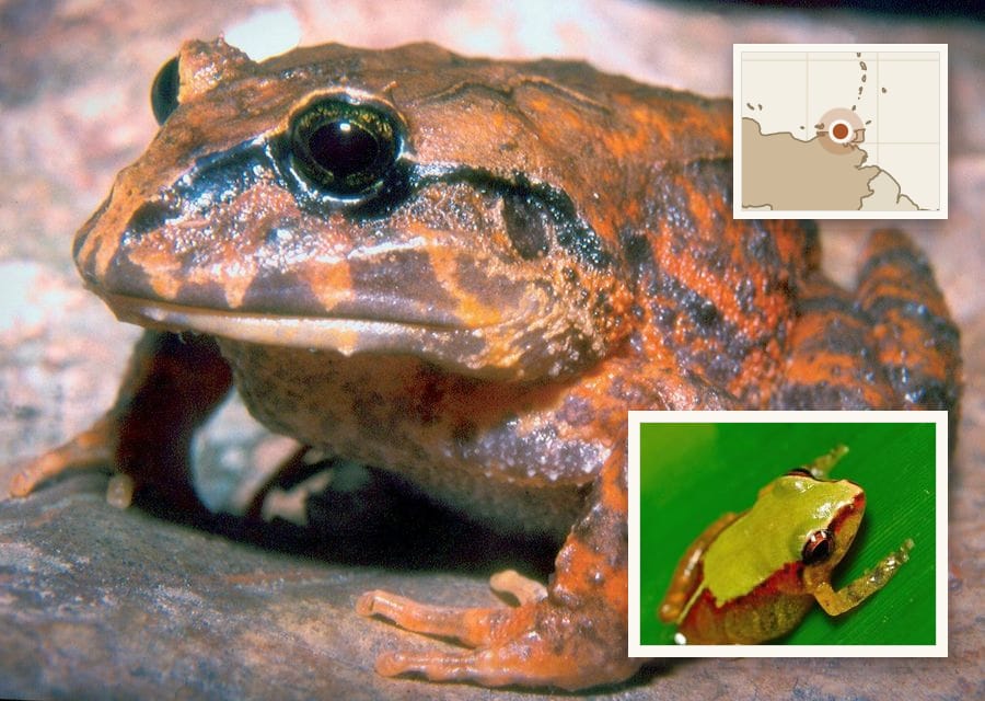 This large female broad-headed frog (Strabomantis biporcatus) comes from Paria. Her orange colouring is very unlike the dark frogs of the same species farther west.