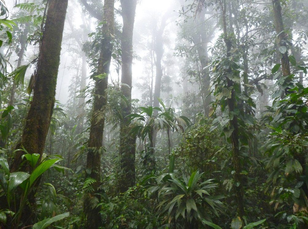 All five new *Pristimantis* frogs were found in this cloud forest on the southern slopes of Cerro El Humo.