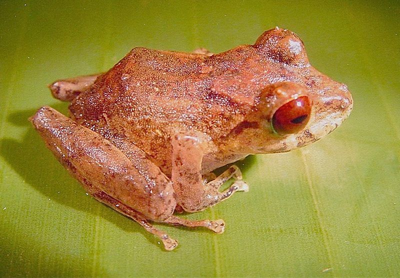 *Pristimantis hoogmoedi*, the red-eyed rain frog of Paria's waterfalls, is named for the Dutch herpetologist Marinus Hoogmoed.