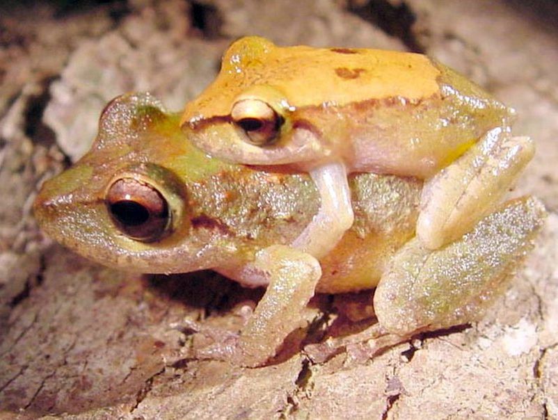 A pair of *Pristimantis nubisilva* sit in amplexus, the mating embrace of frogs, on Cerro El Humo.