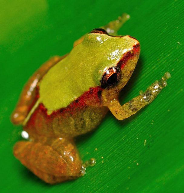 This living *Pristimantis pariagnomus* was photographed near Cerro El Humo. The preserved holotype is just 13 millimetres long.
