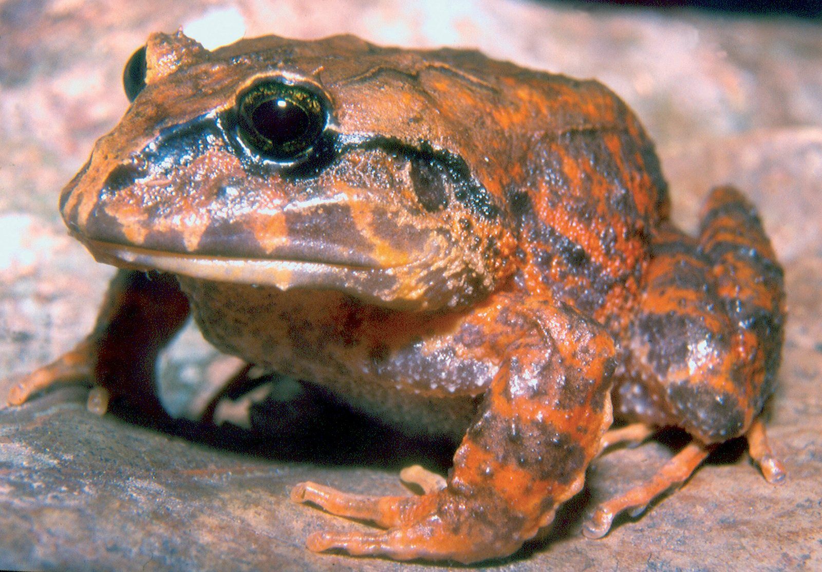 This large female broad-headed frog (*Strabomantis biporcatus*) comes from Paria. Her orange colouring is very unlike the dark frogs of the same species farther west.