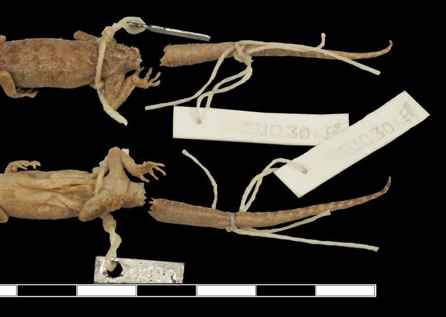 A small, faded preserved gecko photographed from above and below, with old museum tags tied to its body