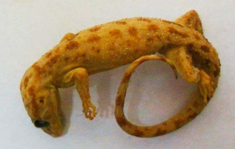 The male *Cyrtodactylus celatus* collected in 1911 was found in a Munich museum under the label "species unknown".