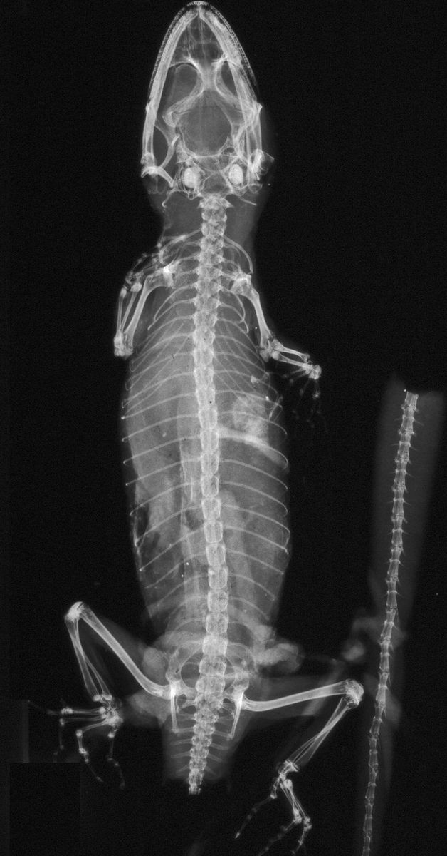 The x-ray of Smith's gecko shows fully formed bones, proving that this tiny animal was a grown adult and not a juvenile.
