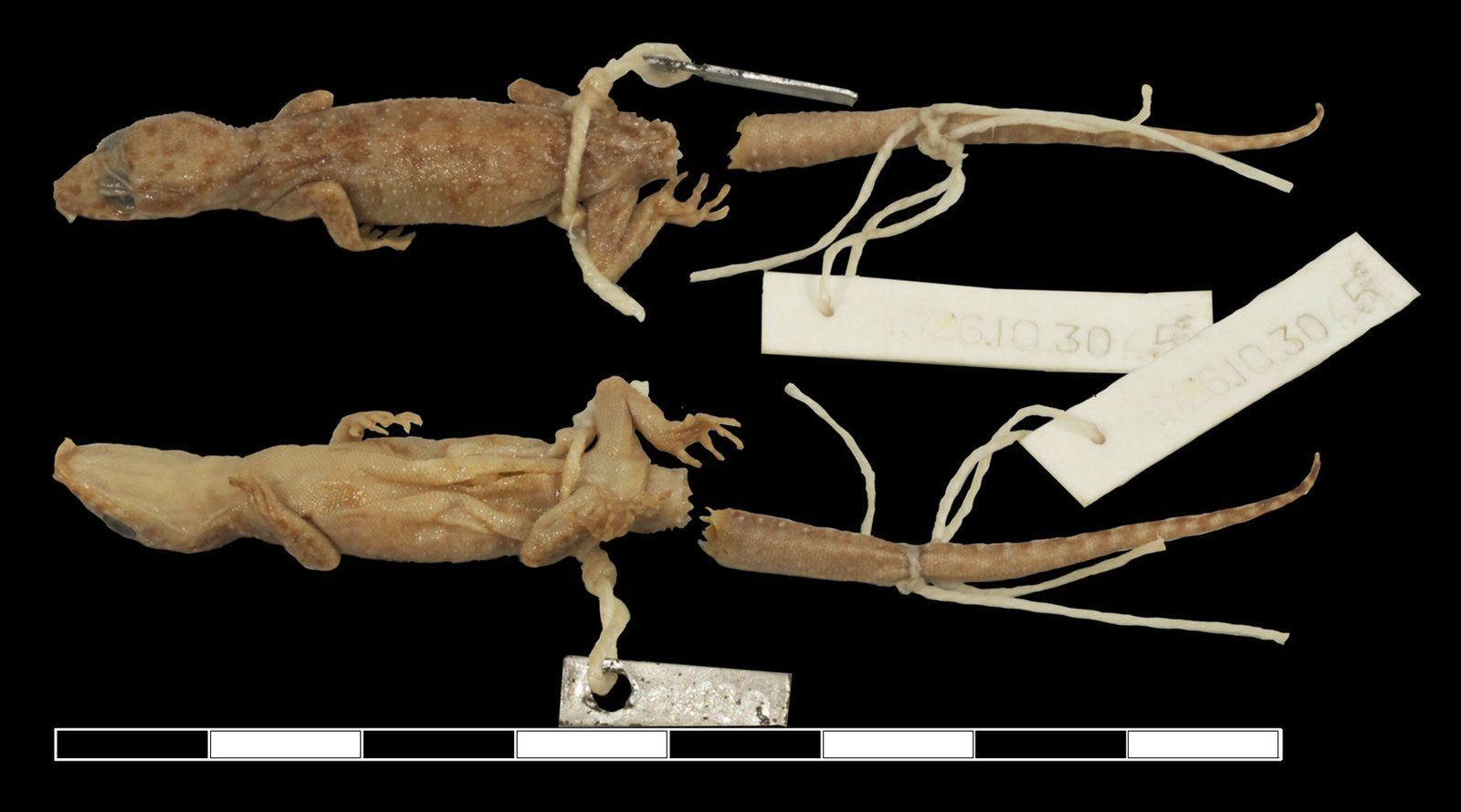 A small, faded preserved gecko photographed from above and below, with old museum tags tied to its body
