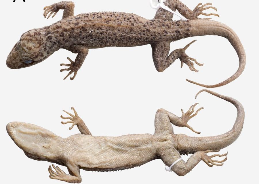 The holotype of *Cyrtodactylus klakahensis* was collected in East Java around 1928 and described almost 90 years later.