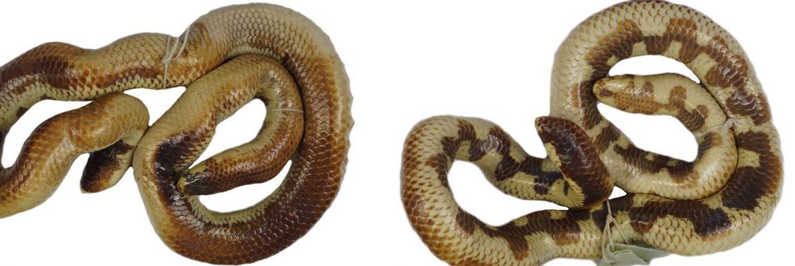 The holotype of *Cylindrophis osheai*, collected in 1865, shows its bold back and belly pattern.